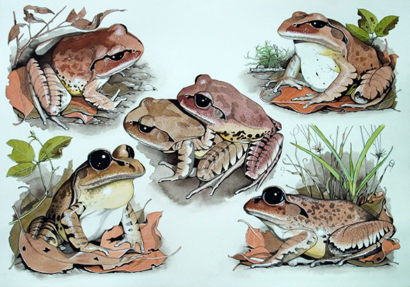 Frogs 3