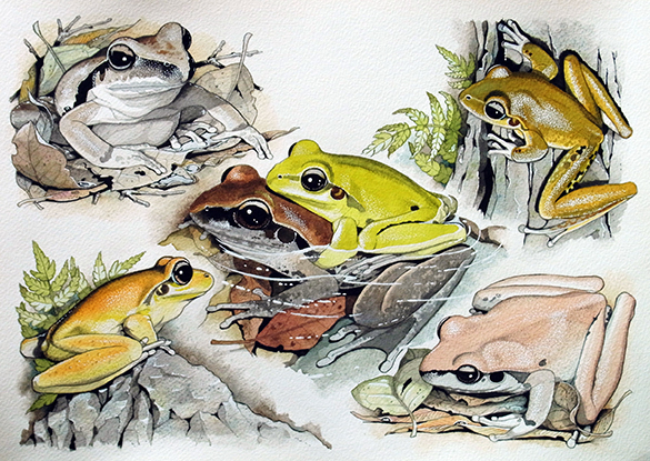 Frogs 4