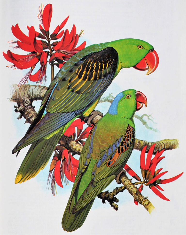 William T Cooper Talking Beautiful Stuff