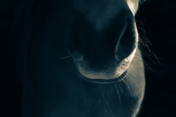 Katrin Benninghoff’s Horses 1
