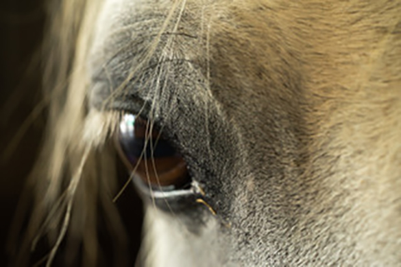 Katrin Benninghoff’s Horses 2