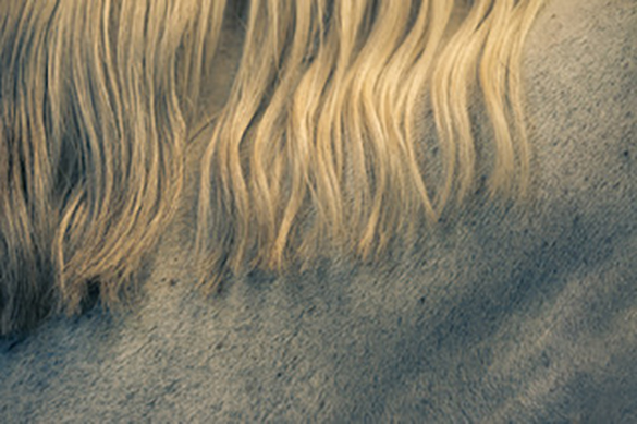 Katrin Benninghoff’s Horses 3